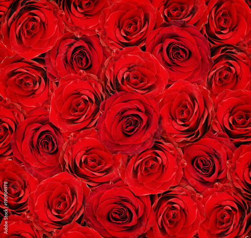 Fototapeta Naklejka Na Ścianę i Meble -  Red rose flowers for background