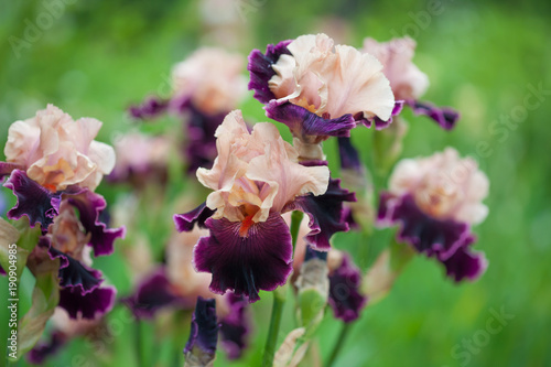 Fototapeta Naklejka Na Ścianę i Meble -  fresh pink  violet irises