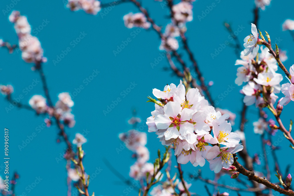 almond blossom branch, blue sky background almond blossom branch, blue sky background