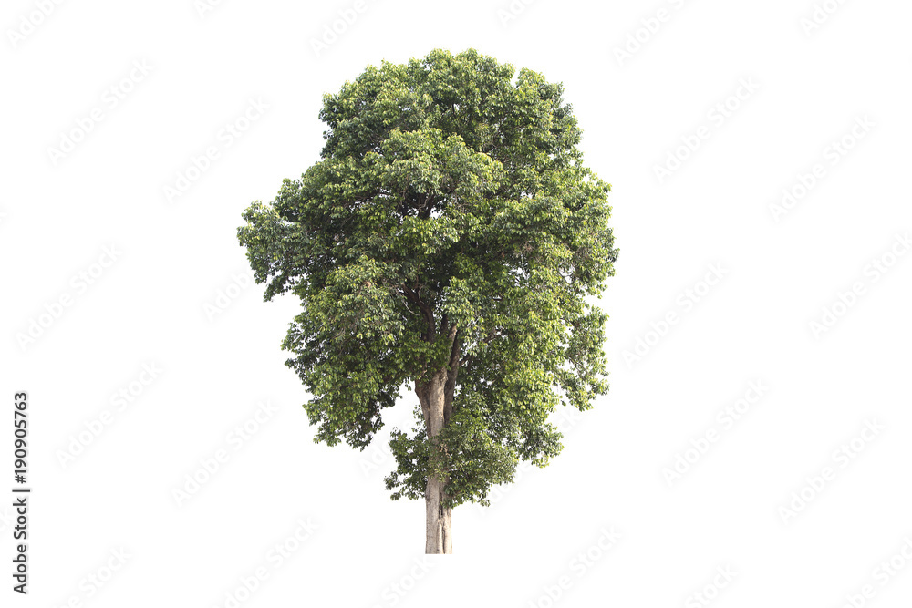 Fototapeta premium Tree isolated on white background Suitable for use.