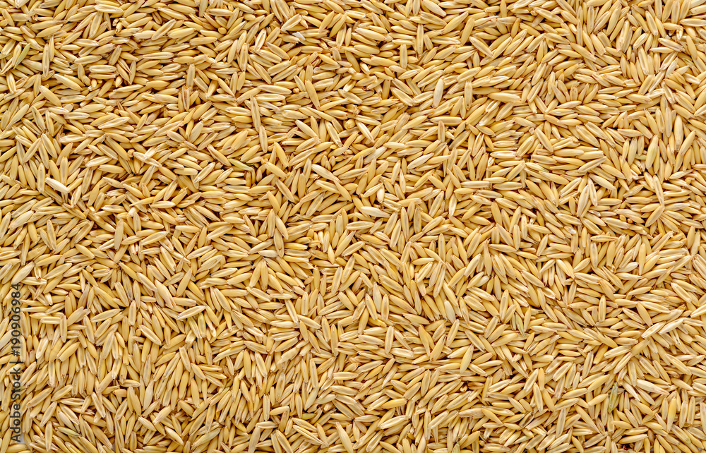 Texture of ripe oat grains Texture of ripe oat grains