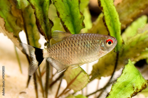 Red eye tetra Moenkhausia sanctaefilomenae Monk Tetra aquarium fish photo