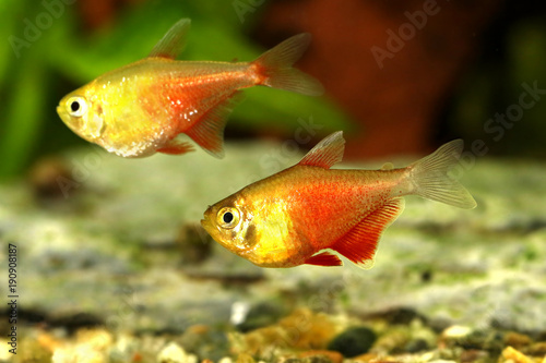 Orange Red Flame Tetra Hyphessobrycon flammeus Rio tetra tropical aquarium fish