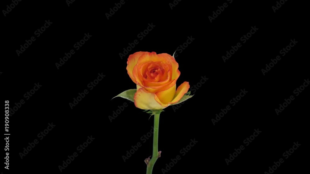 Time-lapse of opening yellow Birdy rose 2b5 in 4K PNG+ format with ALPHA transparency channel isolated on black background
Time-lapse of opening yellow Birdy rose 2b5 in 4K PNG+ format with ALPHA transparency channel isolated on black background
