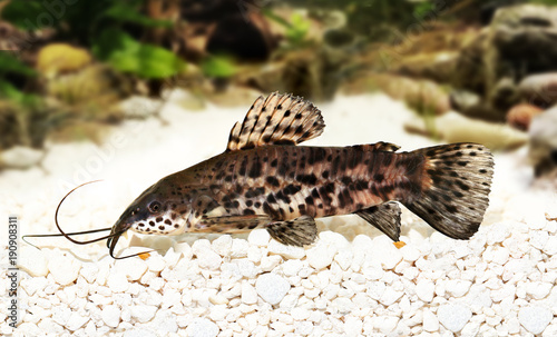 Port Hoplo Catfish Hoplosternum thoracatum aquarium fish  photo