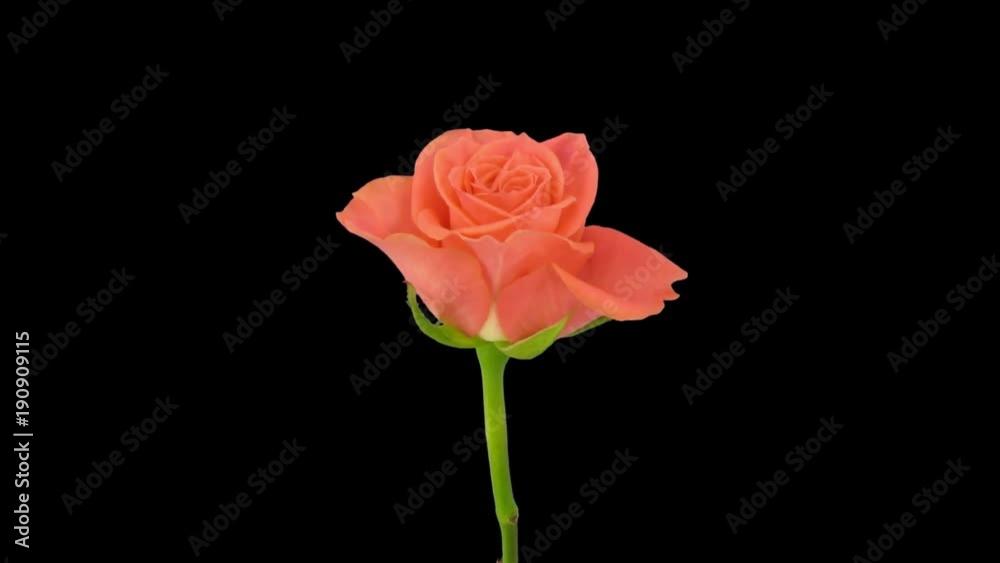 Time-lapse of opening orange Amsterdam rose 3x1 in PNG+ format with ALPHA transparency channel isolated on black background
Time-lapse of opening orange Amsterdam rose 3x1 in PNG+ format with ALPHA transparency channel isolated on black background