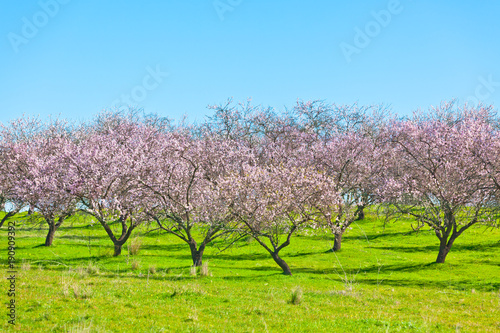 Pink Blooming Peach Trees at Spring