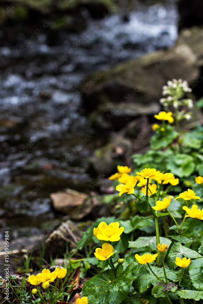 Obraz premium Small, yellow spring flowers in the mountains.