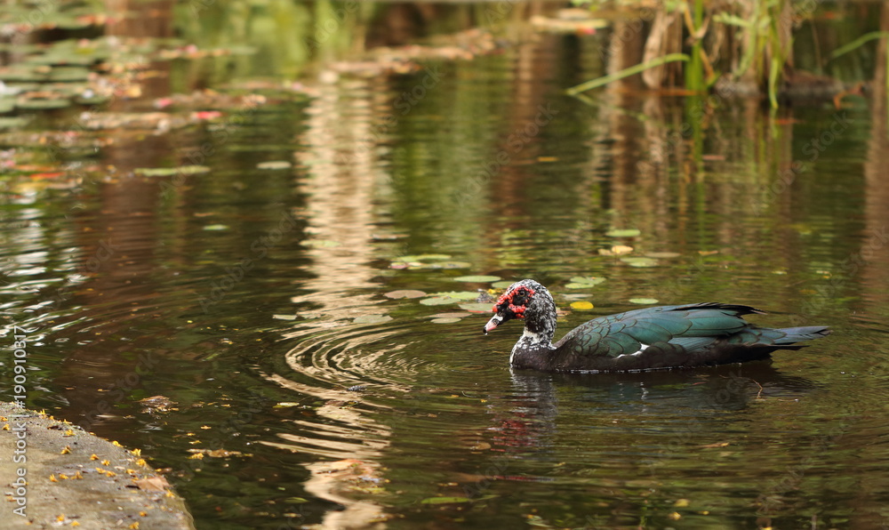 Duck swiming in green calm pond Duck swiming in green calm pond