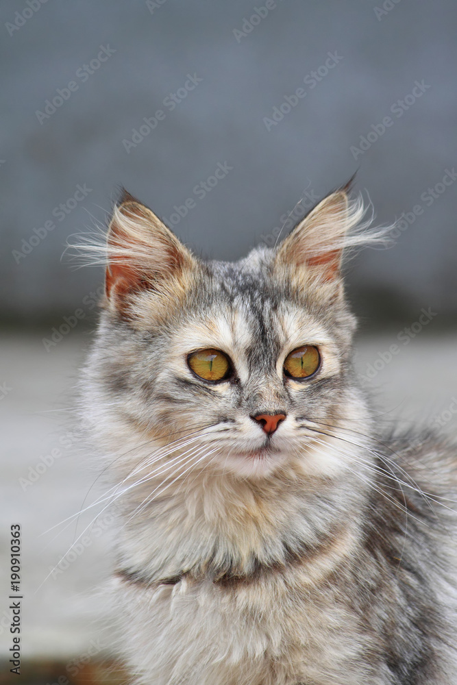 Beautiful fluffy cat. Portrait fluffy cat.