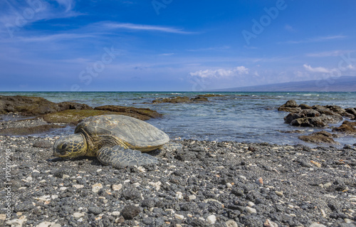 Sea Turtle on Land