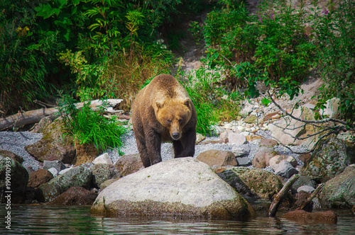 Kamchatka brown bear catches fish on the Kuril Lake. Kamchatka Peninsula, Russia. photo