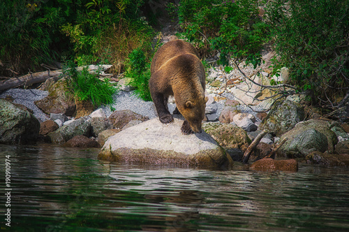 Kamchatka brown bear catches fish on the Kuril Lake. Kamchatka Peninsula, Russia. photo