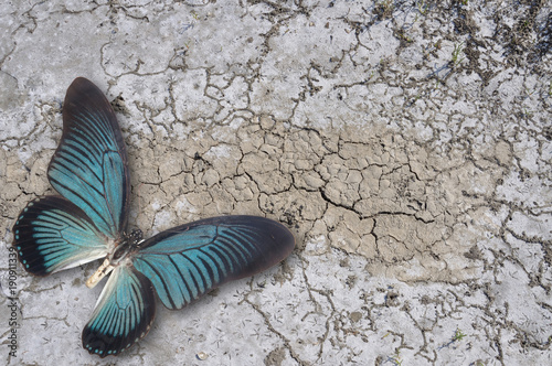 blue butterfly on dry ground photo