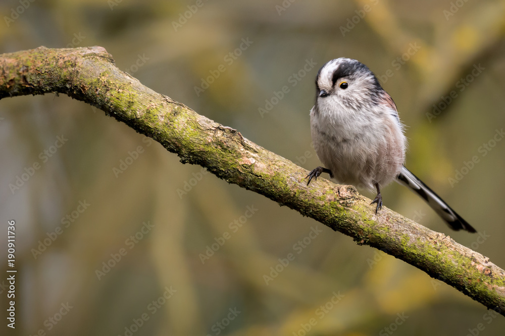 Fototapeta premium Long Tailed Tit UK wild bird perched with copyspace