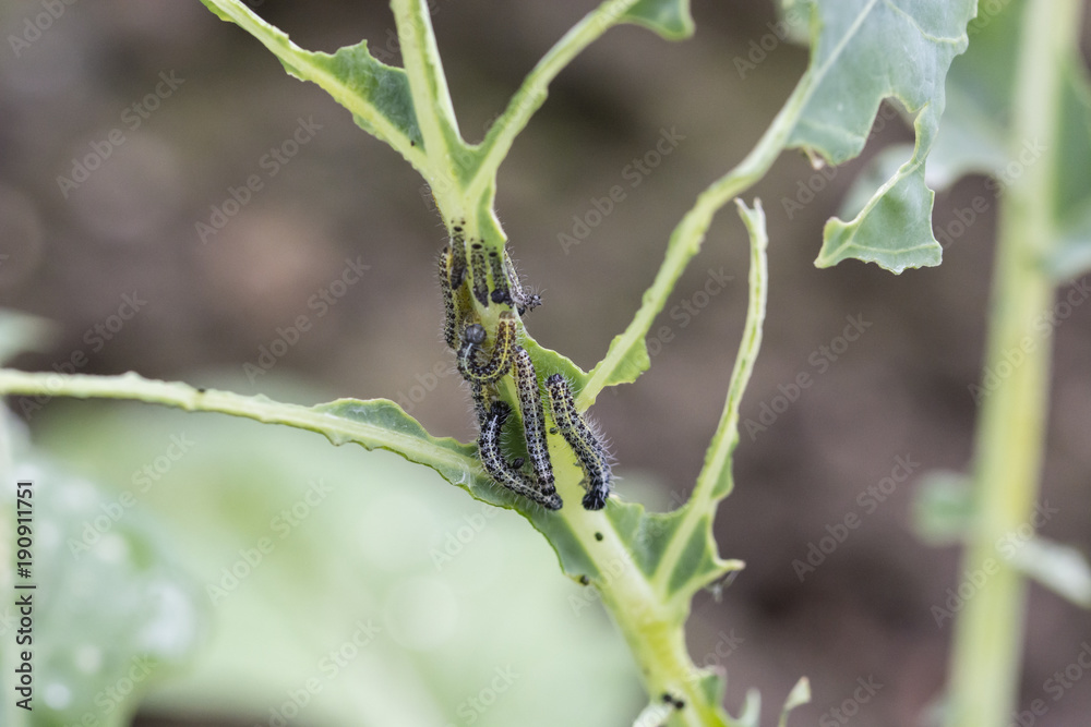 Young white cabbage caterpillar on a plant.