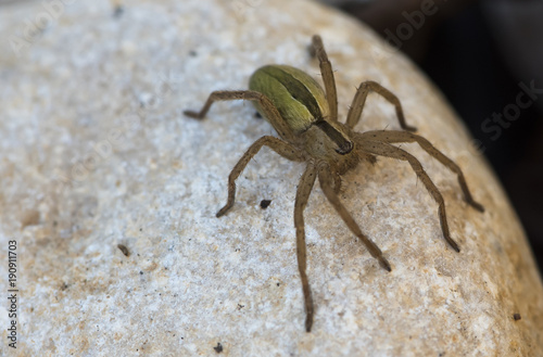 Green big hairy Micrommata virescens spider