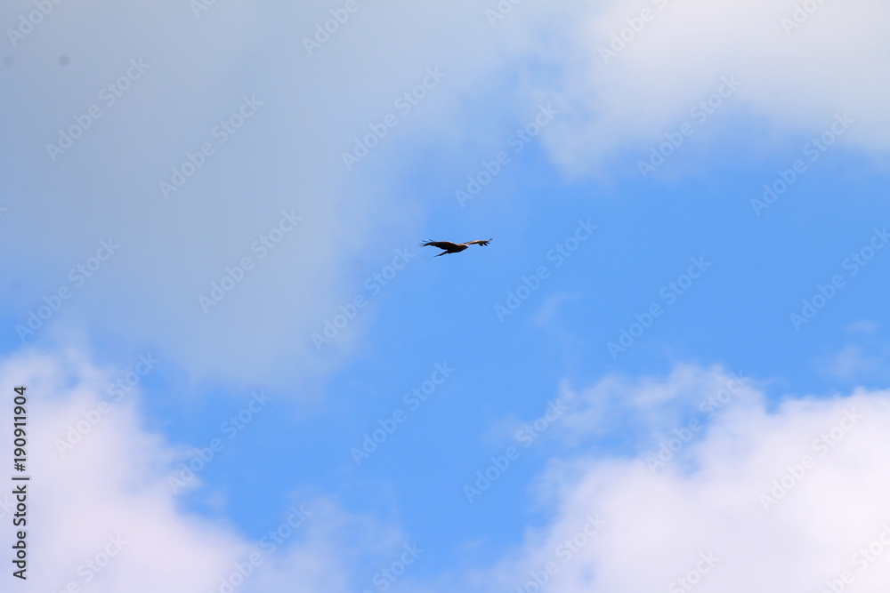 Black kite in clouds