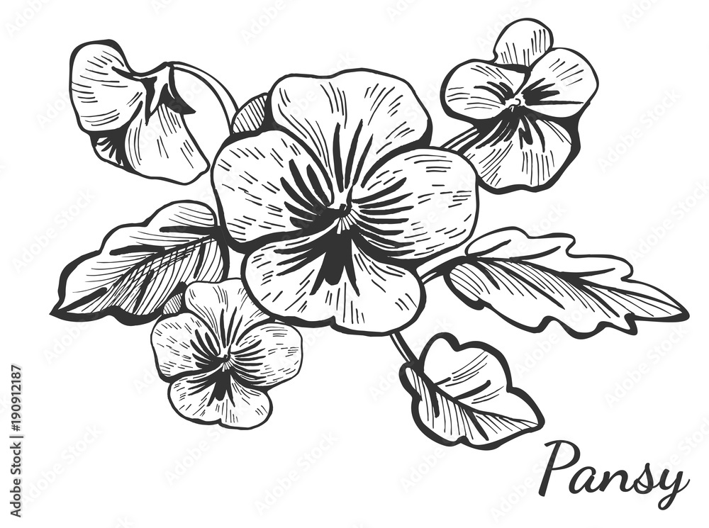 Obraz premium hand drawn pansy flower bush