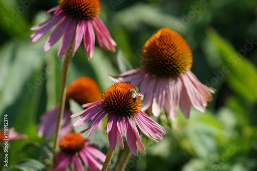 Hübsche Sonnenhüte mit Biene in der Natur