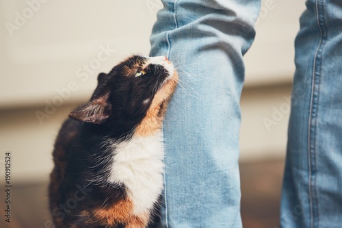 Canvas Print Man and cute cat