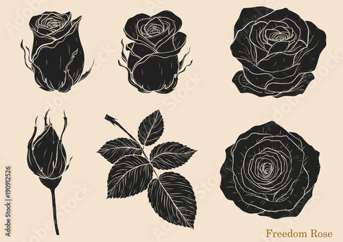 Rose vector set by hand drawing.Beautiful flower on white background.Rose art highly detailed in line art style.Freedom rose for wallpaper photo