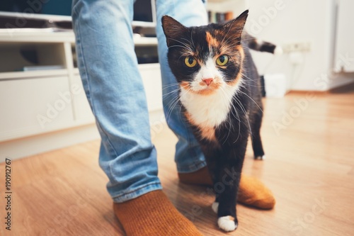 Fototapeta Naklejka Na Ścianę i Meble -  Man and cute cat
