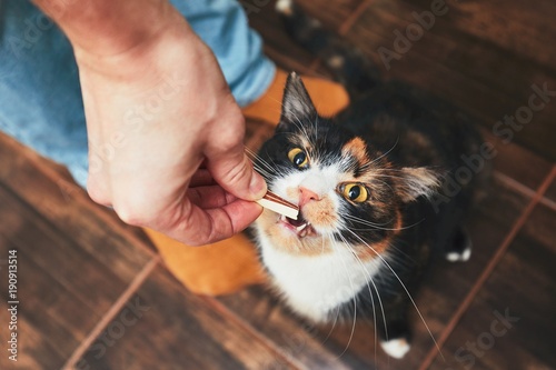 Fototapeta Naklejka Na Ścianę i Meble -  Snack for cat