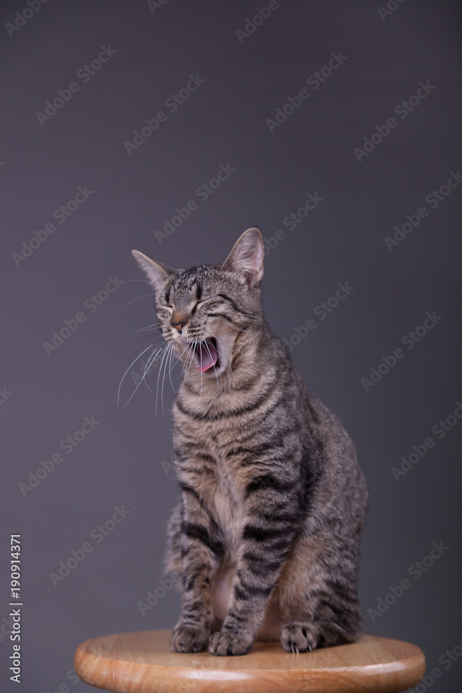 Cat yawning sitting on stool in studio gray backdrop