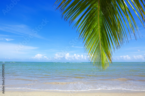 Caribbean sea and palm leaves background. © Swetlana Wall