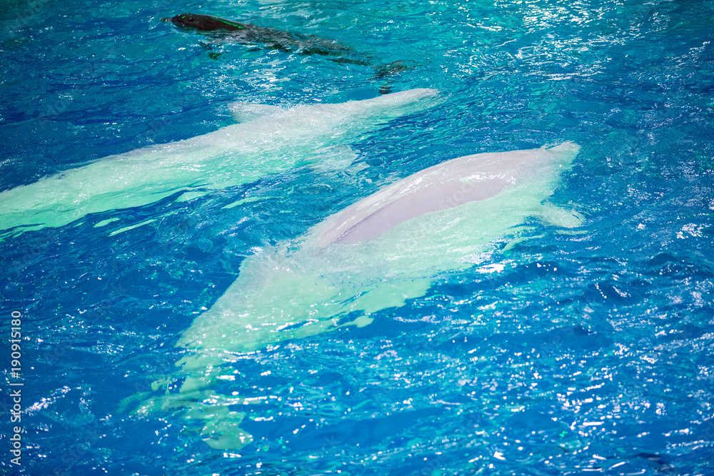 Obraz premium pair of beluga in the pool