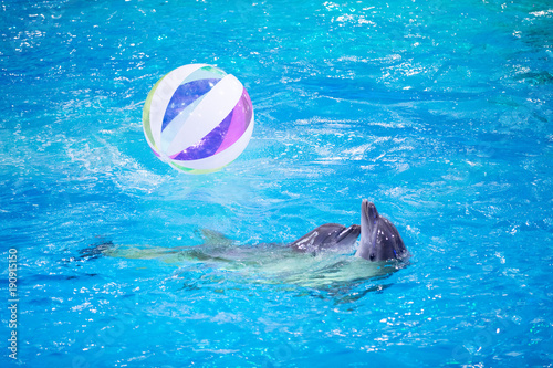 pair of dolphins dancing in pool with big ball