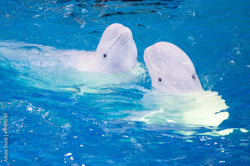 pair of beluga dancing in the pool photo