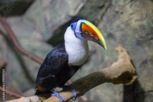 toucan on branch in room