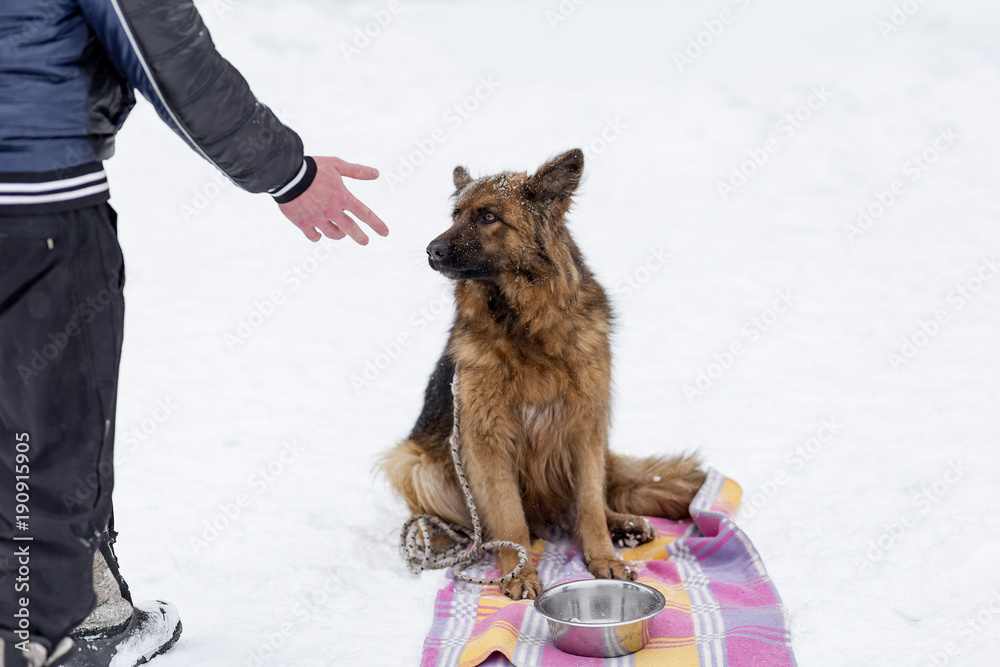 Naklejka premium German shepherd in winter, waiting for his dinner