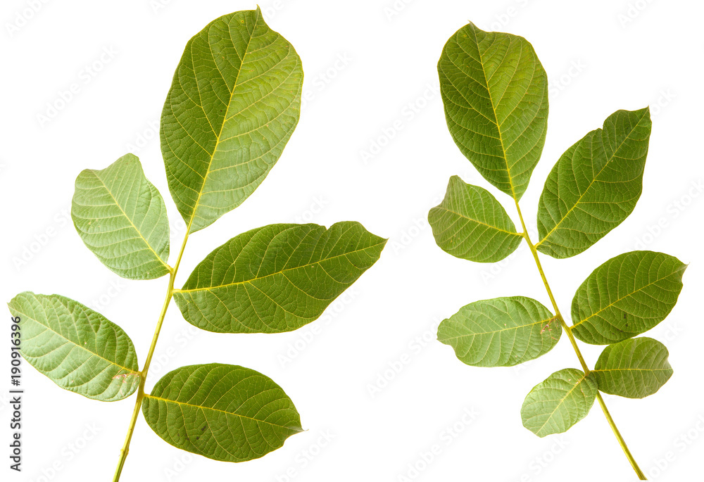 Fototapeta premium Leaves of walnut tree on white isolated background. Space for text. set, collection