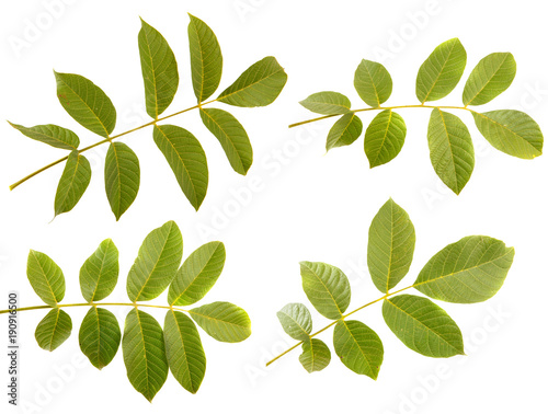 Leaves of walnut tree on white isolated background. Space for text. set, collection
