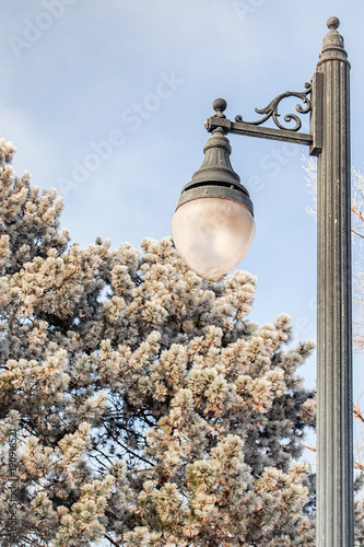 Old style bronze street lamp in Chisinau, Moldova on the snow-covered pines background in the winter sunny day