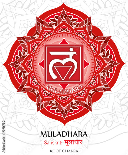 Vector of Muladhara chakra