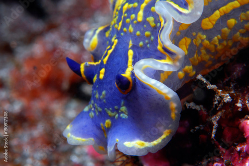 Hypselodoris picta 924_063 2, Felimare picta, nudibranquio photo