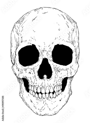 Detailed realistic skull