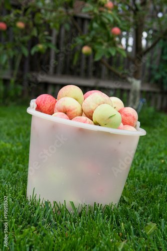 bucket of apples