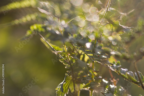fern background with light spots