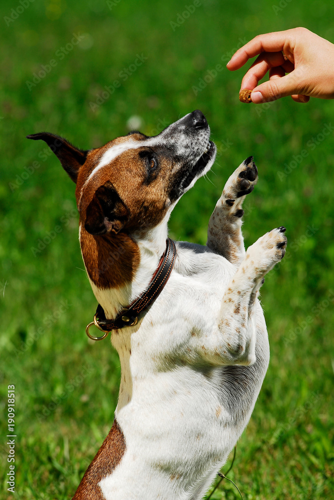 Jack Russel macht Männchen für eine Belohnung Stock Photo Adobe Stock