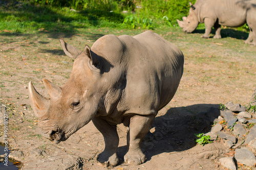 Rhinos in captivity