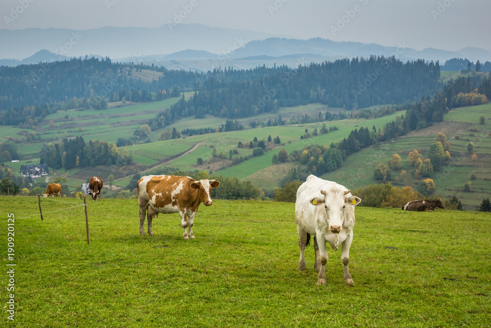 Fototapeta premium Autumn landscape with cows on the meadow in Tatra mountains, Poland