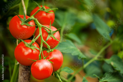 Vászonkép Ripe tomato plant growing in greenhouse