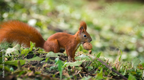 Sciurus vulgaris, wiewiórka pospolita #190921778