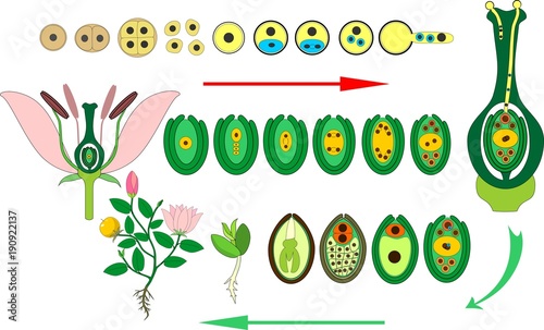 Life Cycle of flowering (Angiosperm) plant with double fertilization
