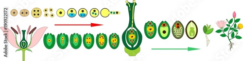 Life Cycle of flowering (Angiosperm) plant with double fertilization